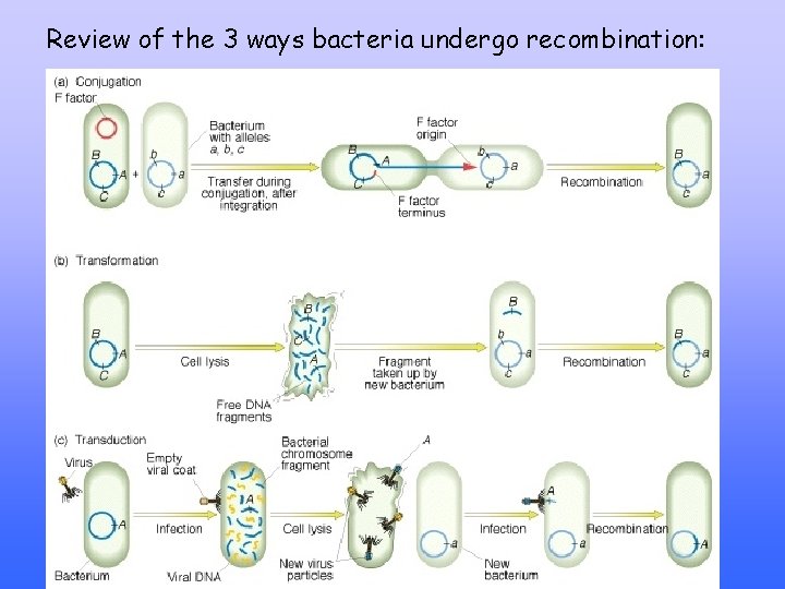 Review of the 3 ways bacteria undergo recombination: 