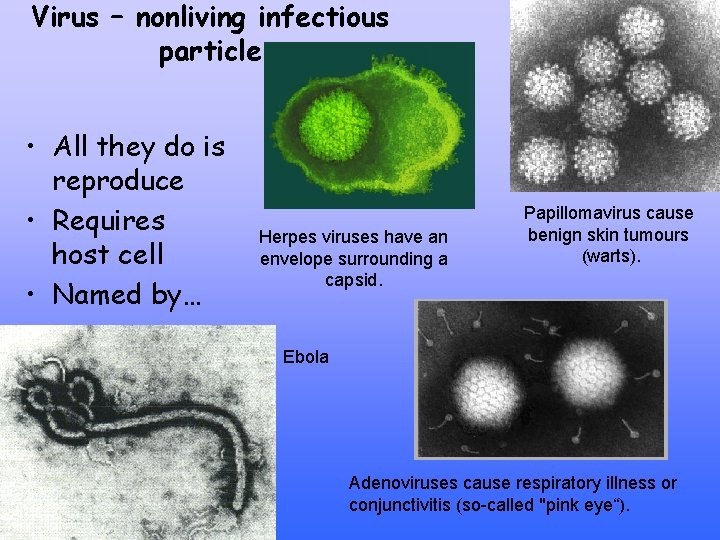 Virus – nonliving infectious particle • All they do is reproduce • Requires host