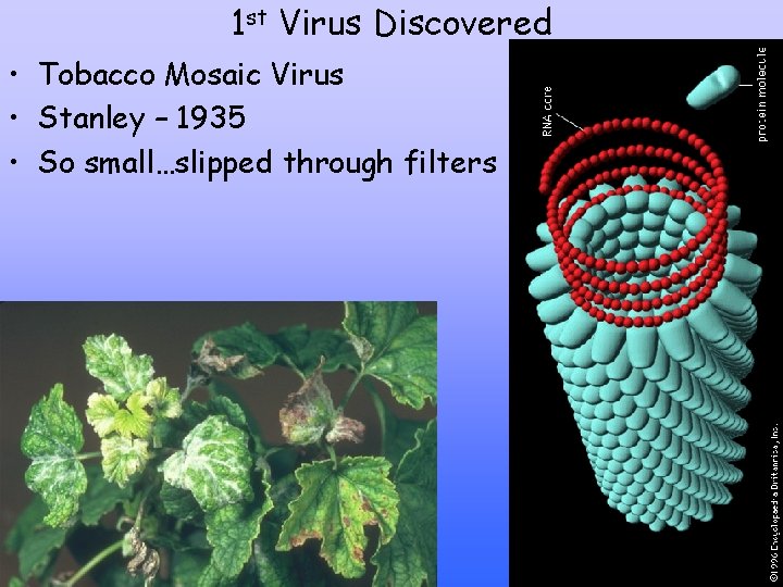 1 st Virus Discovered • Tobacco Mosaic Virus • Stanley – 1935 • So