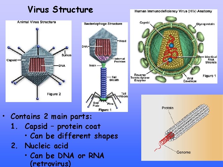 Virus Structure • Contains 2 main parts: 1. Capsid – protein coat • Can