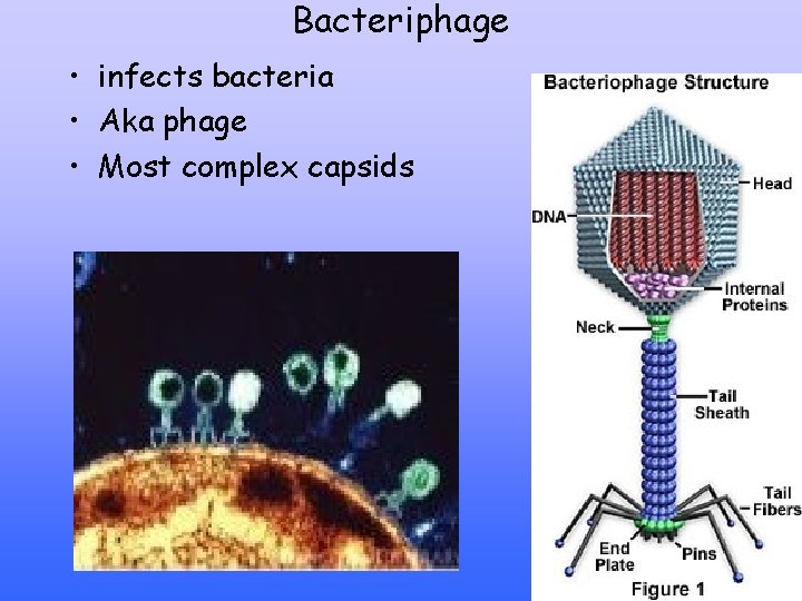 Bacteriphage • infects bacteria • Aka phage • Most complex capsids 