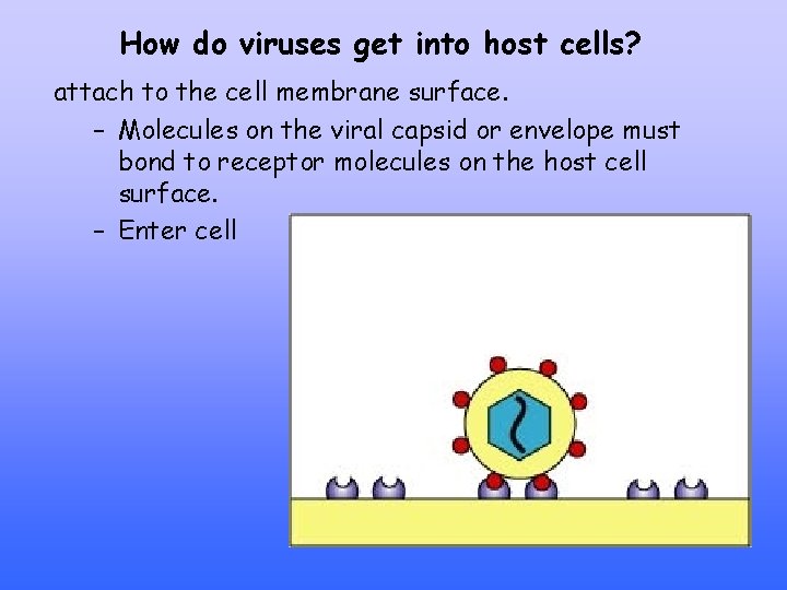 How do viruses get into host cells? attach to the cell membrane surface. –