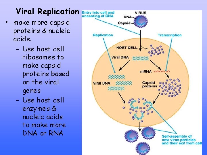 Viral Replication • make more capsid proteins & nucleic acids. – Use host cell