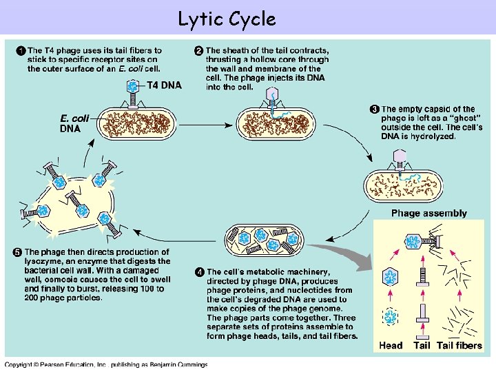 Lytic Cycle 