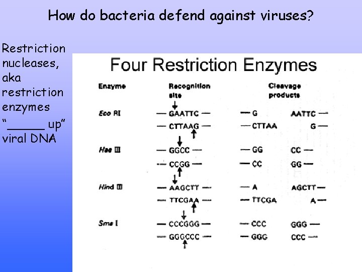 How do bacteria defend against viruses? Restriction nucleases, aka restriction enzymes “_____ up” viral