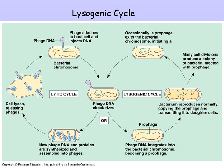 Lysogenic Cycle 
