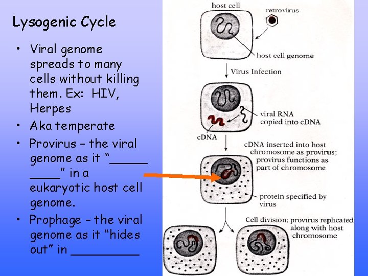 Lysogenic Cycle • Viral genome spreads to many cells without killing them. Ex: HIV,