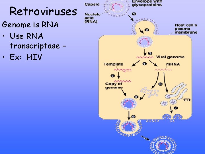 Retroviruses Genome is RNA • Use RNA transcriptase – • Ex: HIV 