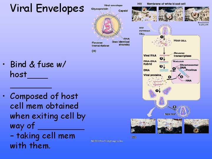 Viral Envelopes • Bind & fuse w/ host____ • Composed of host cell mem