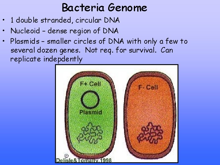 Bacteria Genome • 1 double stranded, circular DNA • Nucleoid – dense region of
