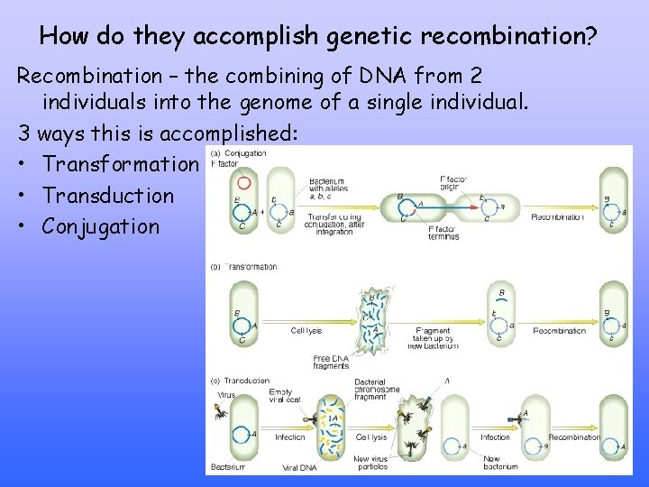 How do they accomplish genetic recombination? Recombination – the combining of DNA from 2