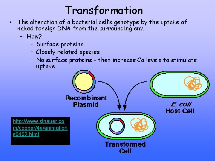 Transformation • The alteration of a bacterial cell’s genotype by the uptake of naked