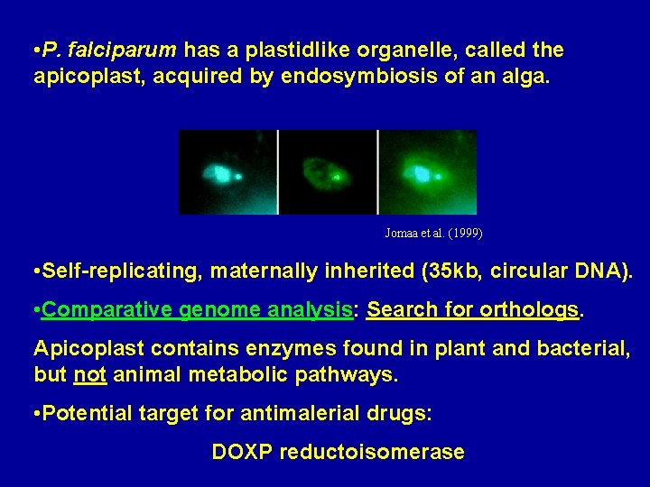 • P. falciparum has a plastidlike organelle, called the apicoplast, acquired by endosymbiosis
