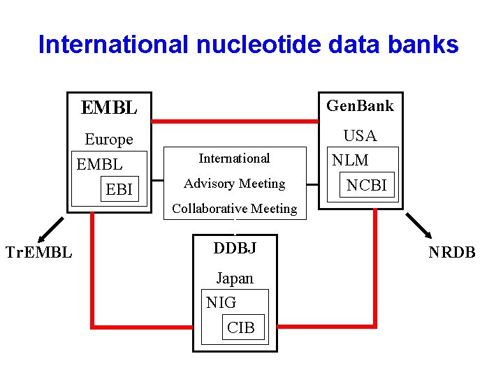 International nucleotide data banks EMBL Gen. Bank Europe EMBL EBI USA NLM NCBI International