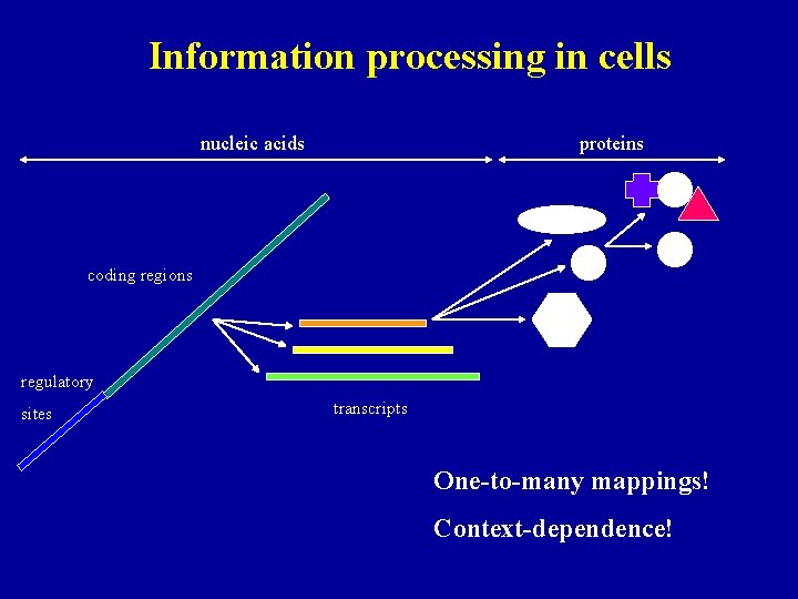 Information processing in cells nucleic acids proteins coding regions regulatory sites transcripts One-to-many mappings!
