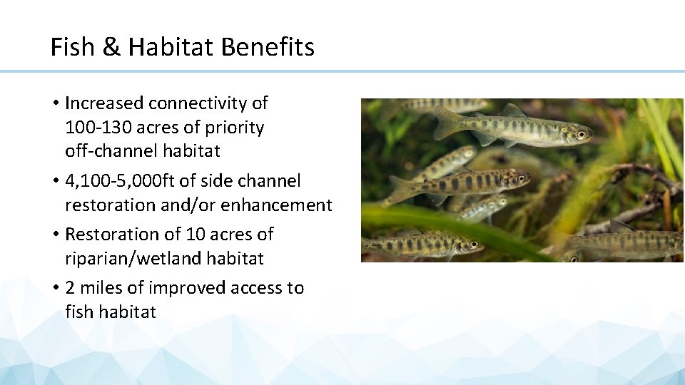 Fish & Habitat Benefits • Increased connectivity of 100 -130 acres of priority off-channel