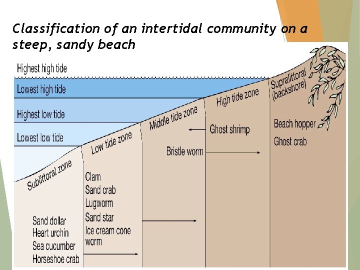 Classification of an intertidal community on a steep, sandy beach 