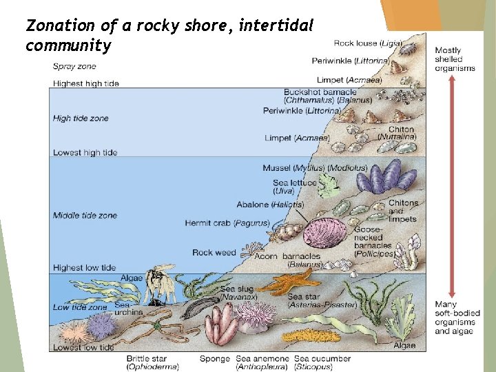 Zonation of a rocky shore, intertidal community 