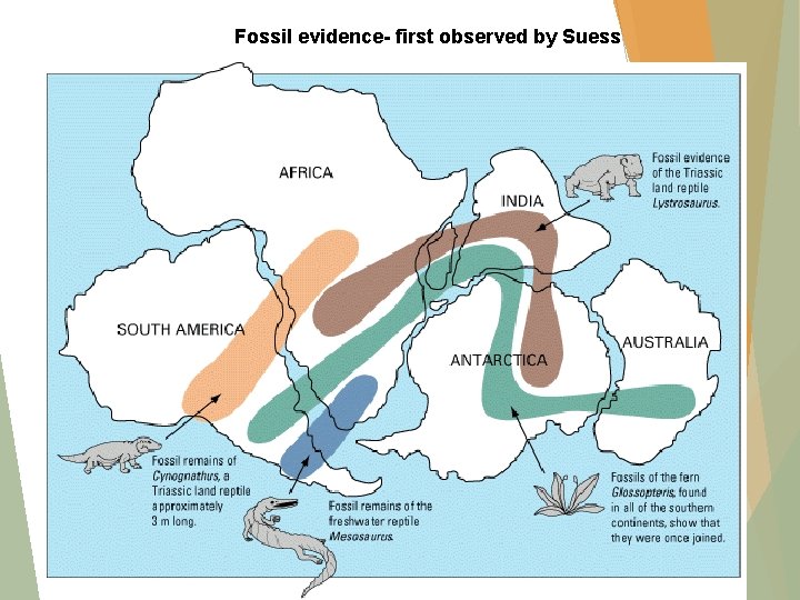 Fossil evidence- first observed by Suess 
