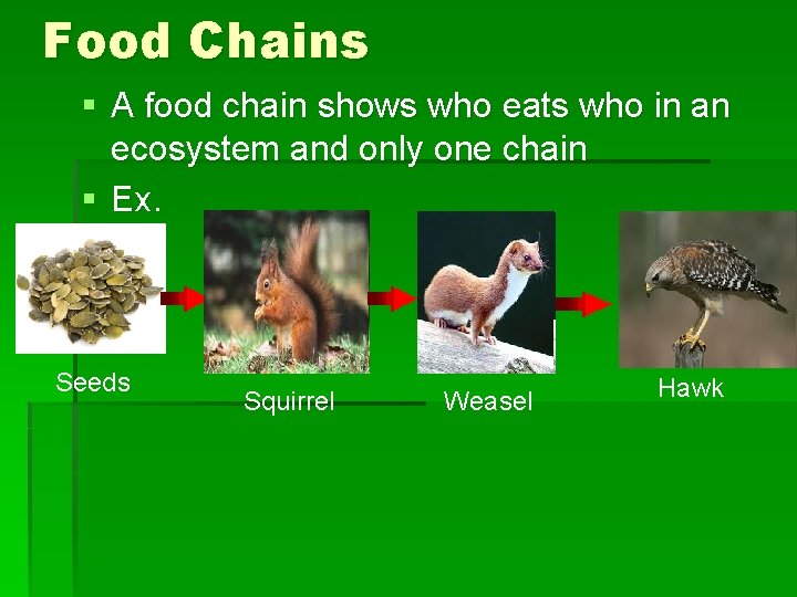 Food Chains § A food chain shows who eats who in an ecosystem and
