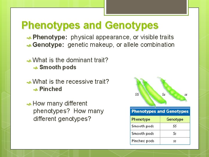 Phenotypes and Genotypes Phenotype: physical appearance, or Genotype: genetic makeup, or allele What Smooth