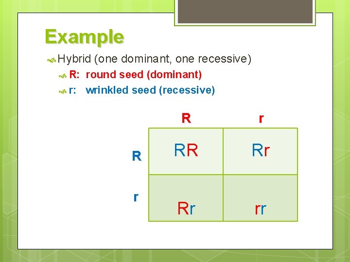 Example Hybrid (one dominant, one recessive) R: round seed (dominant) r: wrinkled seed (recessive)