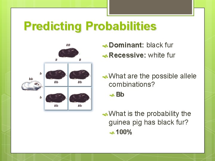 Predicting Probabilities Dominant: black fur Recessive: white fur What are the possible allele combinations?
