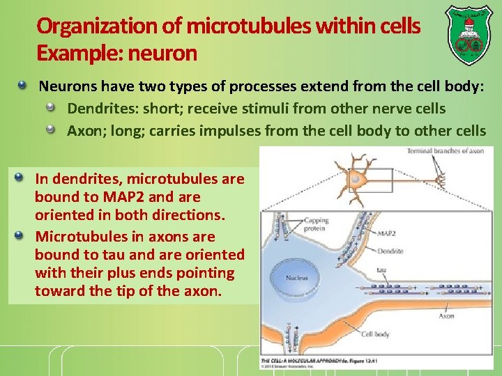 Organization of microtubules within cells Example: neuron Neurons have two types of processes extend