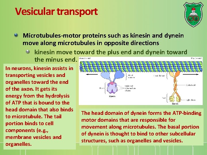 Vesicular transport Microtubules-motor proteins such as kinesin and dynein move along microtubules in opposite