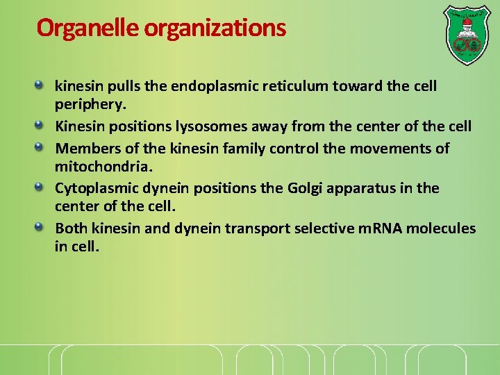 Organelle organizations kinesin pulls the endoplasmic reticulum toward the cell periphery. Kinesin positions lysosomes