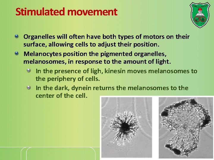 Stimulated movement Organelles will often have both types of motors on their surface, allowing
