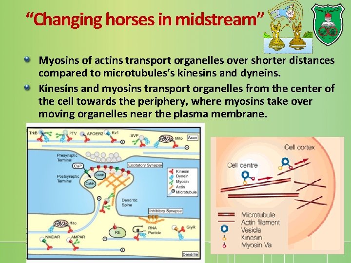 “Changing horses in midstream” Myosins of actins transport organelles over shorter distances compared to