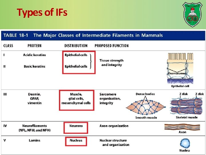 Types of IFs 