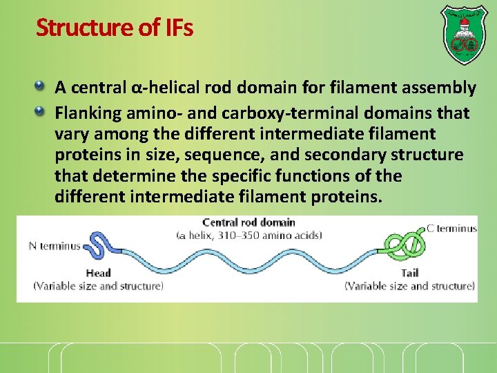 Structure of IFs A central α-helical rod domain for filament assembly Flanking amino- and