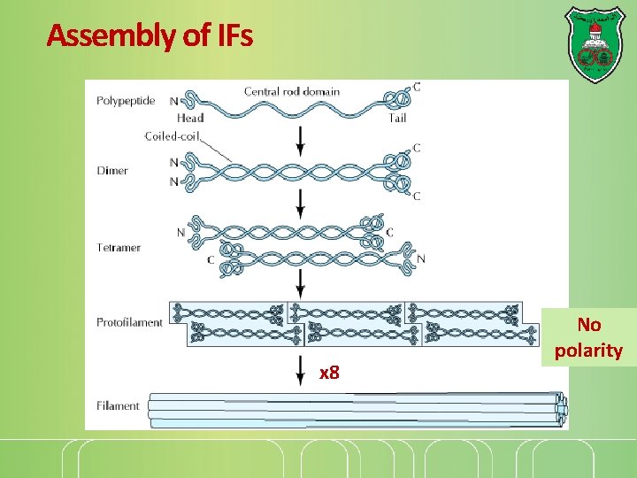 Assembly of IFs x 8 No polarity 