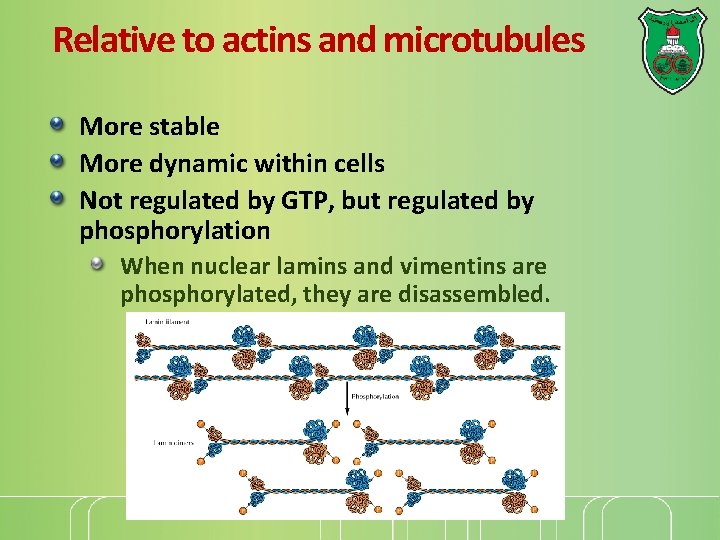 Relative to actins and microtubules More stable More dynamic within cells Not regulated by