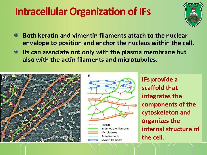 Intracellular Organization of IFs Both keratin and vimentin filaments attach to the nuclear envelope
