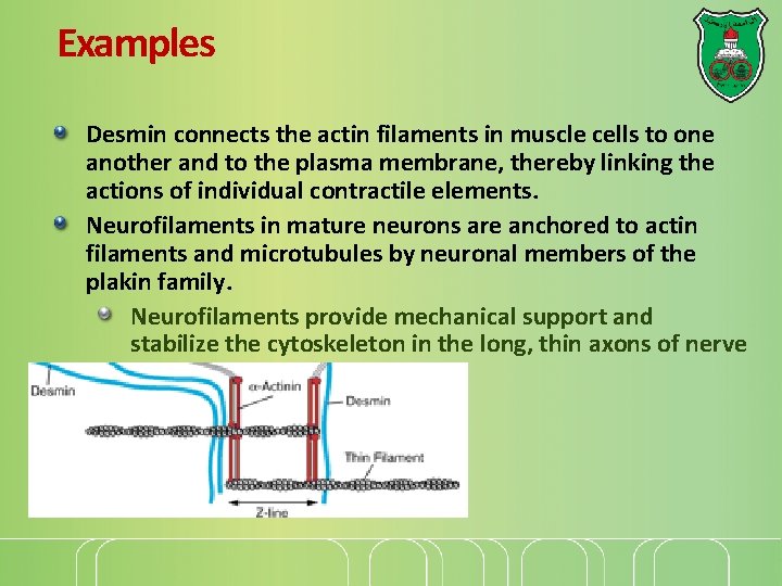 Examples Desmin connects the actin filaments in muscle cells to one another and to