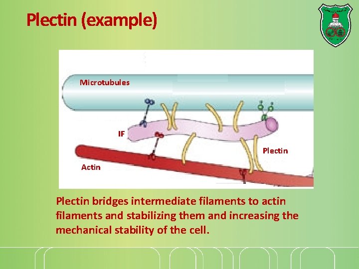 Plectin (example) Microtubules IF Plectin Actin Plectin bridges intermediate filaments to actin filaments and