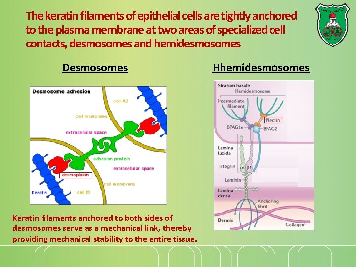 The keratin filaments of epithelial cells are tightly anchored to the plasma membrane at