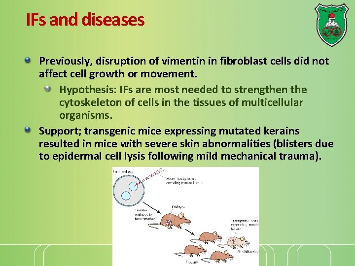 IFs and diseases Previously, disruption of vimentin in fibroblast cells did not affect cell