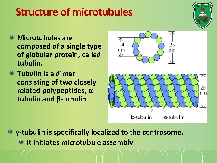 Structure of microtubules Microtubules are composed of a single type of globular protein, called