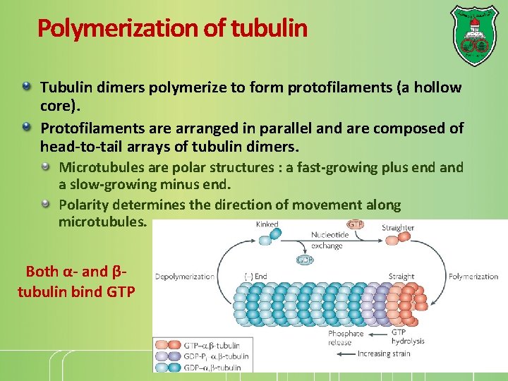 Polymerization of tubulin Tubulin dimers polymerize to form protofilaments (a hollow core). Protofilaments are