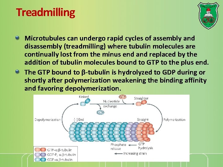 Treadmilling Microtubules can undergo rapid cycles of assembly and disassembly (treadmilling) where tubulin molecules