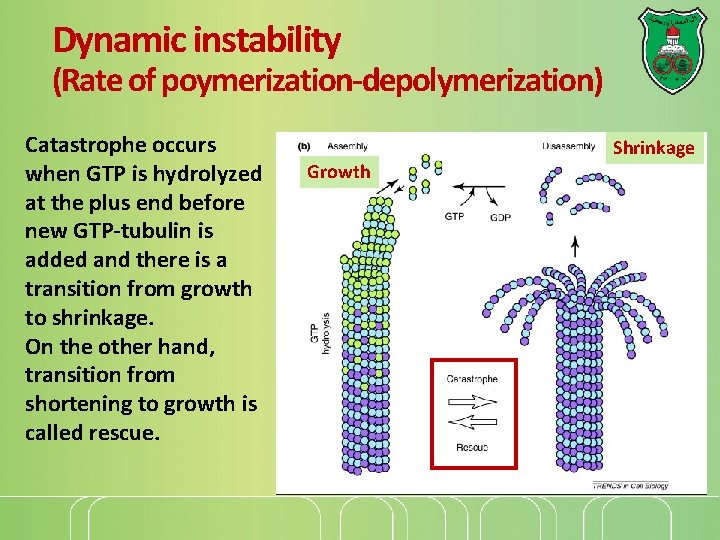 Dynamic instability (Rate of poymerization-depolymerization) Catastrophe occurs when GTP is hydrolyzed at the plus