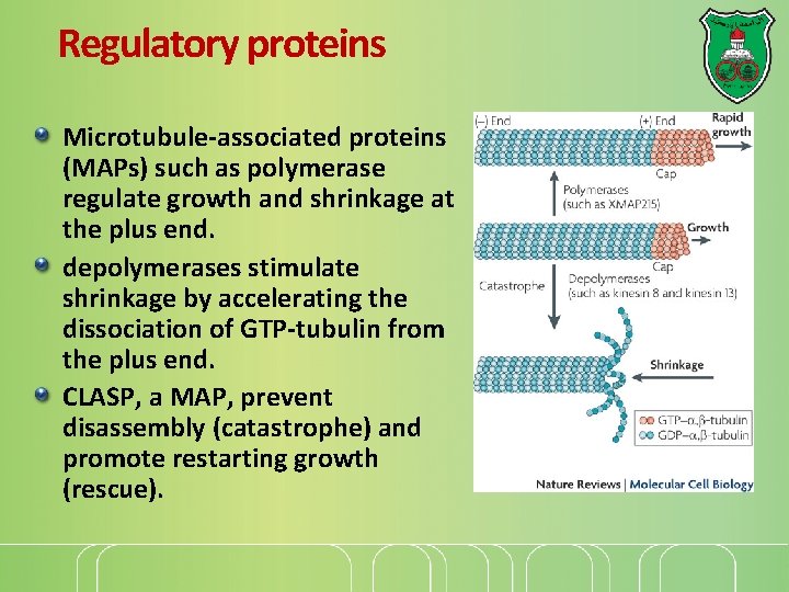 Regulatory proteins Microtubule-associated proteins (MAPs) such as polymerase regulate growth and shrinkage at the