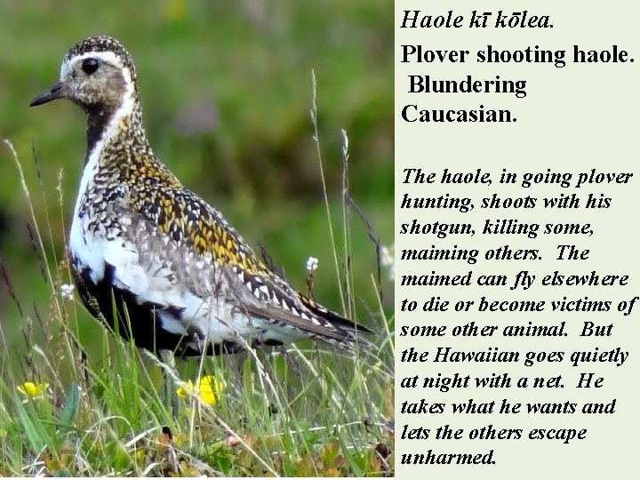 Haole kī kōlea. Plover shooting haole. Blundering Caucasian. The haole, in going plover hunting,