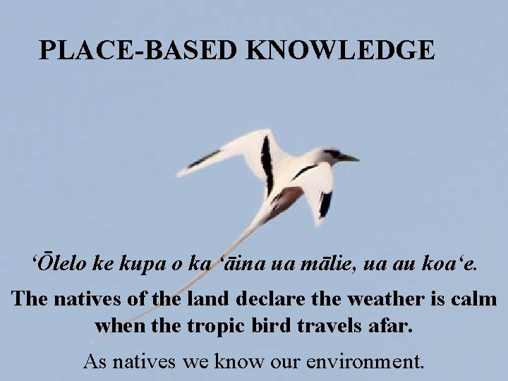PLACE-BASED KNOWLEDGE ʻŌlelo ke kupa o ka ʻāina ua mālie, ua au koaʻe. The