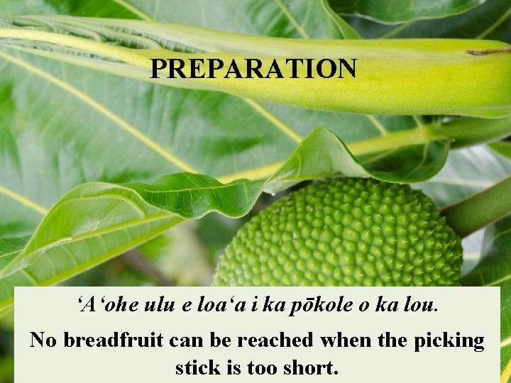 PREPARATION ʻAʻohe ulu e loaʻa i ka pōkole o ka lou. No breadfruit can