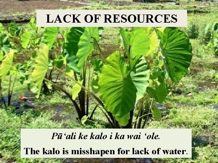 LACK OF RESOURCES Pūʻali ke kalo i ka wai ʻole. The kalo is misshapen